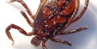 This, but funny. (And with a side-kick)