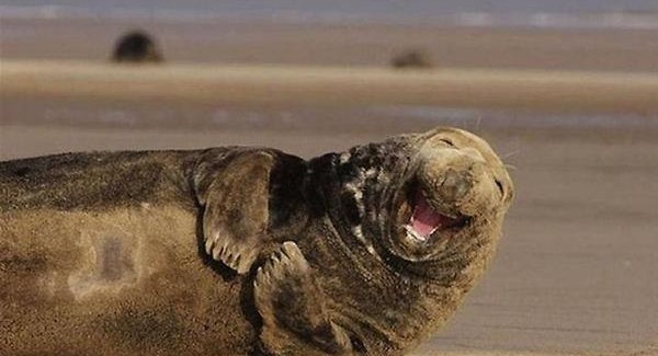 Flagship # 168 – Butthole Pinecones