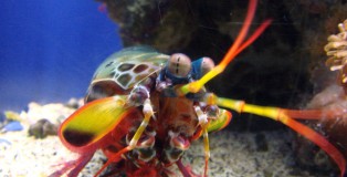 peacock_mantis_shrimp_by_meowchee2-d4f52oa