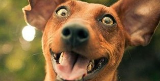 dog-laughing-from-Laugh-It-Out-with-Luisa-Thwaites