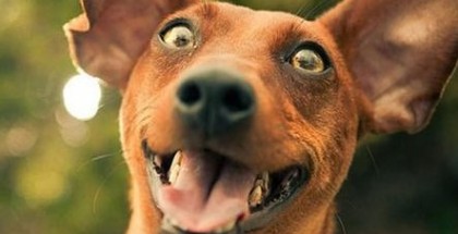 dog-laughing-from-Laugh-It-Out-with-Luisa-Thwaites